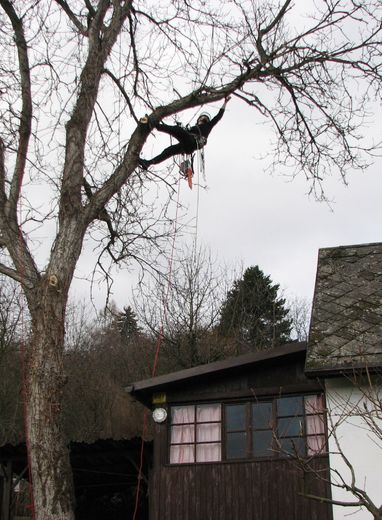 01 ořech nad chatou na výšku.jpg