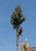 Rizikové kácení Praha a okolí